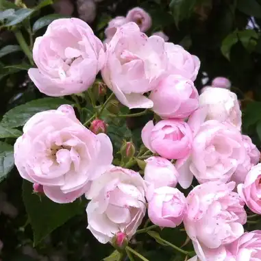 Rosa Belvedere - roz - trandafir sempervirens hibrid